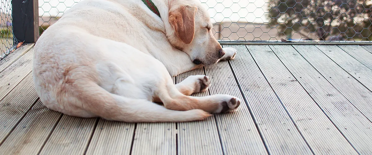 labrador-sleeping-on-the-deck